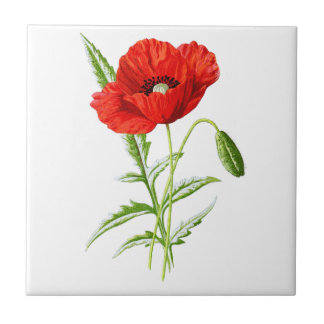 Red California Poppy Flower and Green Leaves Tile