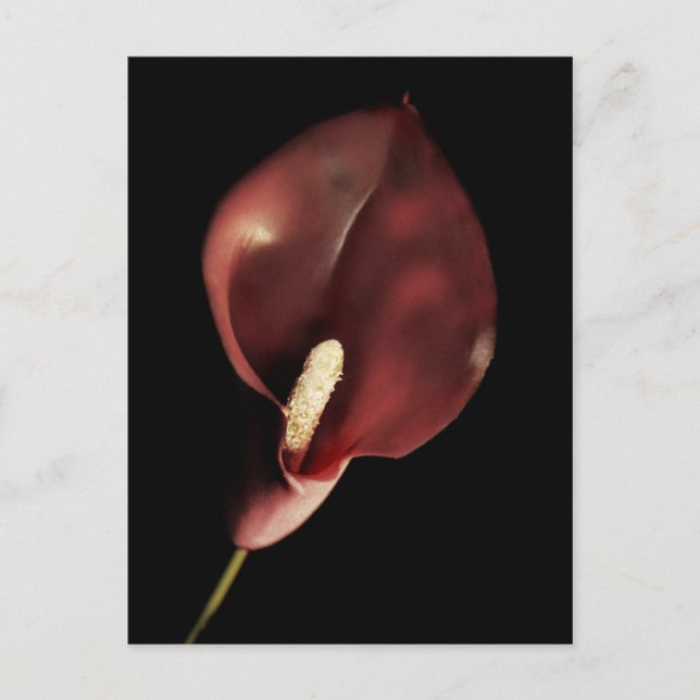 Red Calla - Postcard (Front)