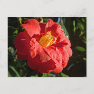 Red Camelia. Bute Park, Cardiff, Wales Postcard