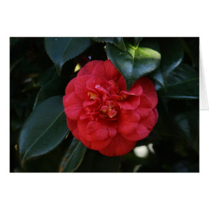 "Red Camellia # 1"