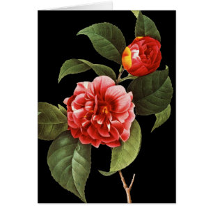 Red Camellia, 1833