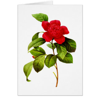 Red Camellia  by Pierre Joseph Redoute