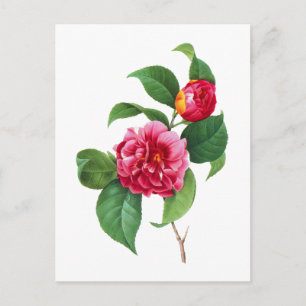 Red Camellia by Pierre Joseph Redoute Postcard