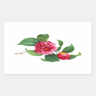 Red Camellia by Pierre Joseph Redoute Sticker