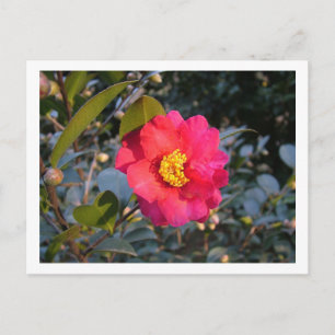red camellia flower postcard
