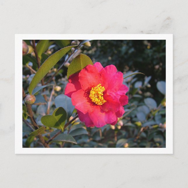 red camellia flower postcard (Front)
