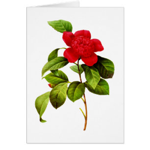 Red Camellia par Pierre Joseph Redoute