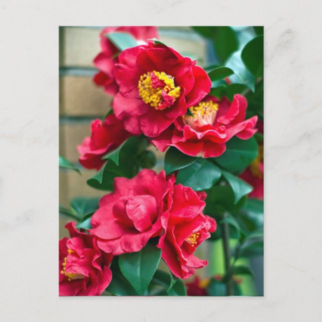 Red Camellia Postcard (Front)