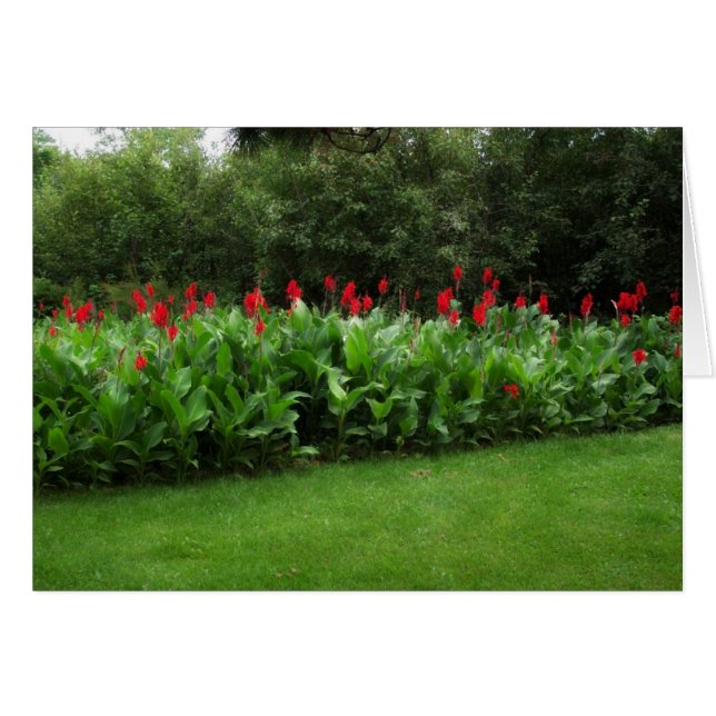 RED CANNAS ~ GREEN NORTHWOODS ~ GARDEN CARDS (Front Horizontal)