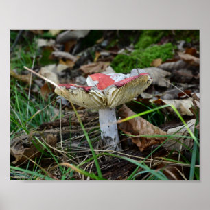 Red Cap Mushroom Poster