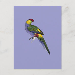 Red Capped Parakeet Parrot Bird Postcard