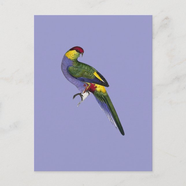 Red Capped Parakeet Parrot Bird Postcard (Front)
