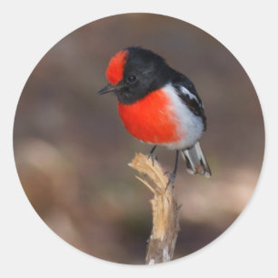 Red-capped Robin Classic Round Sticker
