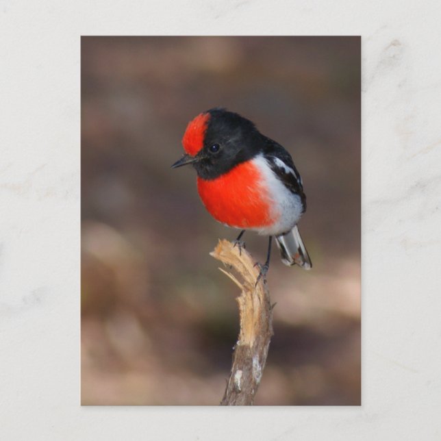Red-capped Robin Postcard (Front)