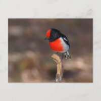 Red-capped Robin
