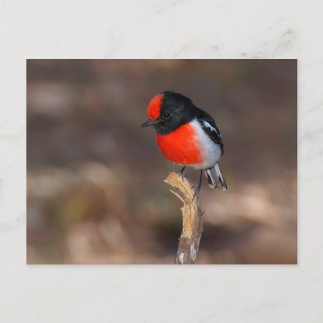 Red-capped Robin Postcard (Front)