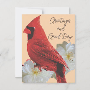 Red cardinal and white roses card