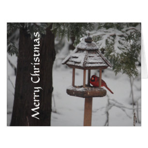 Red Cardinal Bird Christmas Greeting