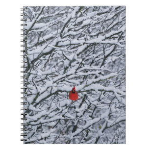 Red Cardinal Bird in Snowy Tree Journal