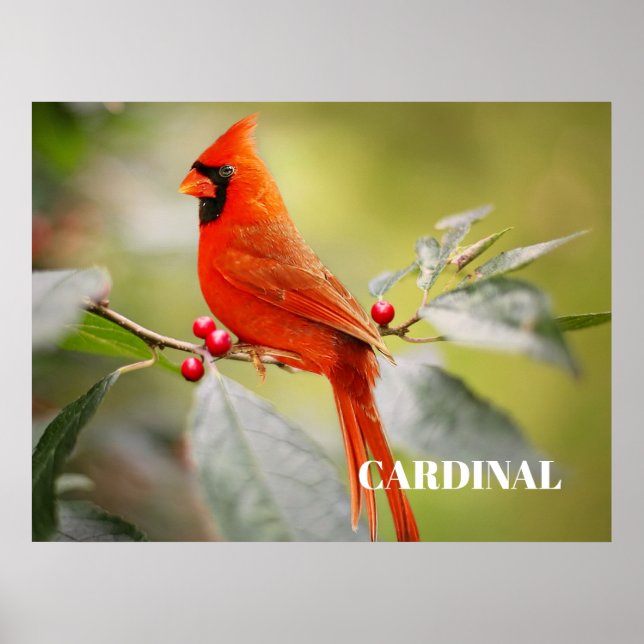 Red Cardinal Bird in Tree Poster (Front)