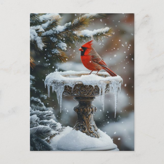 Red Cardinal Bird on a Frozen Birdbath Art Postcard (Front)