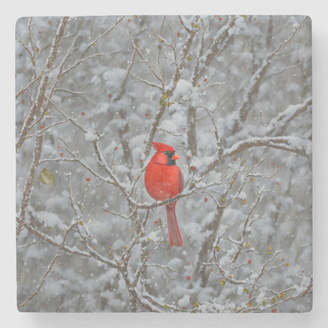 Red Cardinal Bird Snow Coaster (Front)