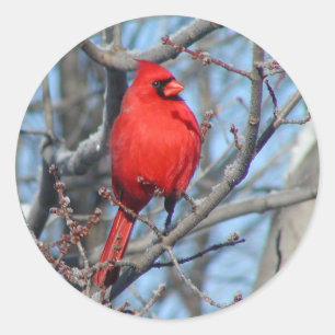 Red Cardinal Classic Round Sticker