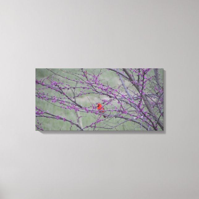 Red Cardinal in Eastern Red Bud Tree Canvas Print (Front)