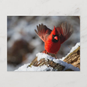 Red Cardinal in the Snow Postcard