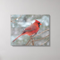 Red cardinal in Winter