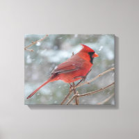 Red cardinal in Winter