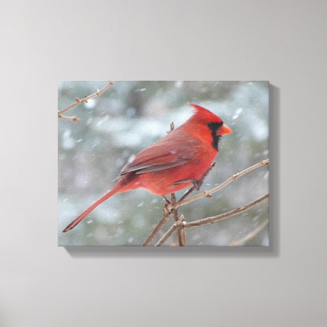 Red cardinal in Winter Canvas Print (Front)