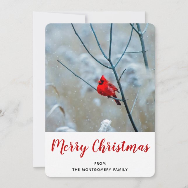 Red Cardinal in Winter Nature Photo Christmas Holiday Card (Front)