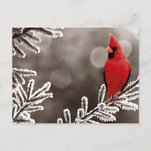 Red Cardinal in Winter Postcard