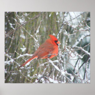 Red Cardinal in Winter Poster