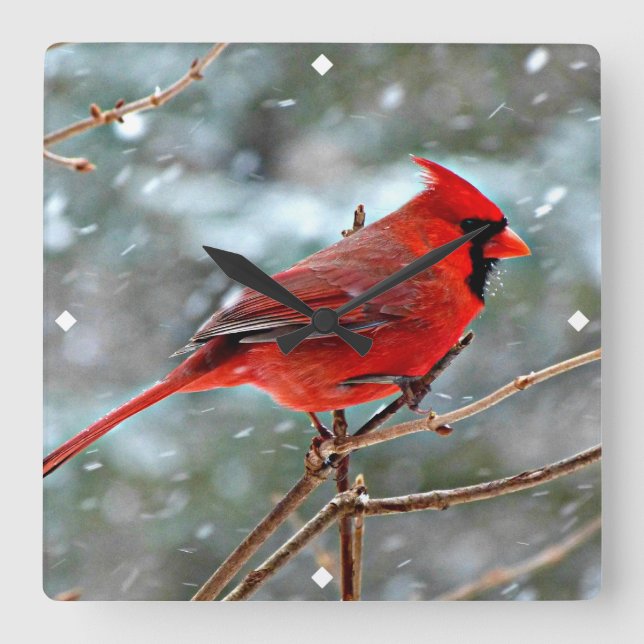 Red Cardinal in Winter Snow Square Wall Clock (Front)
