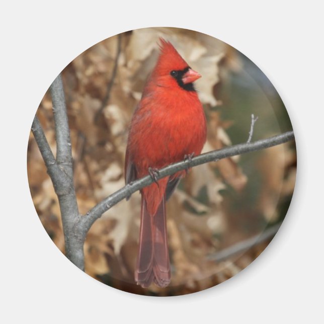 Red Cardinal Magnet (Front)