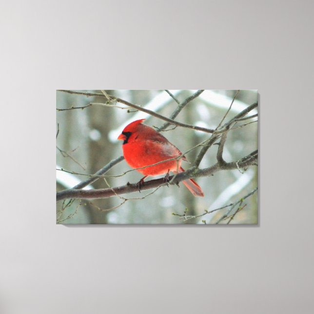 Red Cardinal ( Male) Winter Stretched Canvas Print (Front)