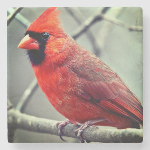 Red Cardinal Marble Coaster Darker Edges