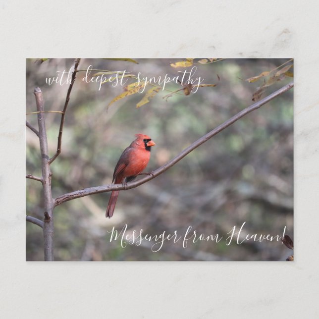 Red Cardinal Messenger from Heaven Sympathy Postcard (Front)