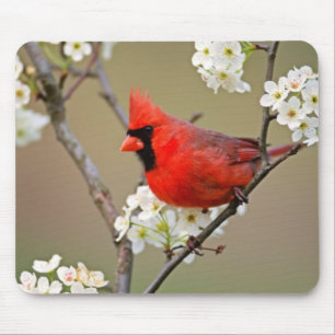 Red Cardinal Mouse Pad