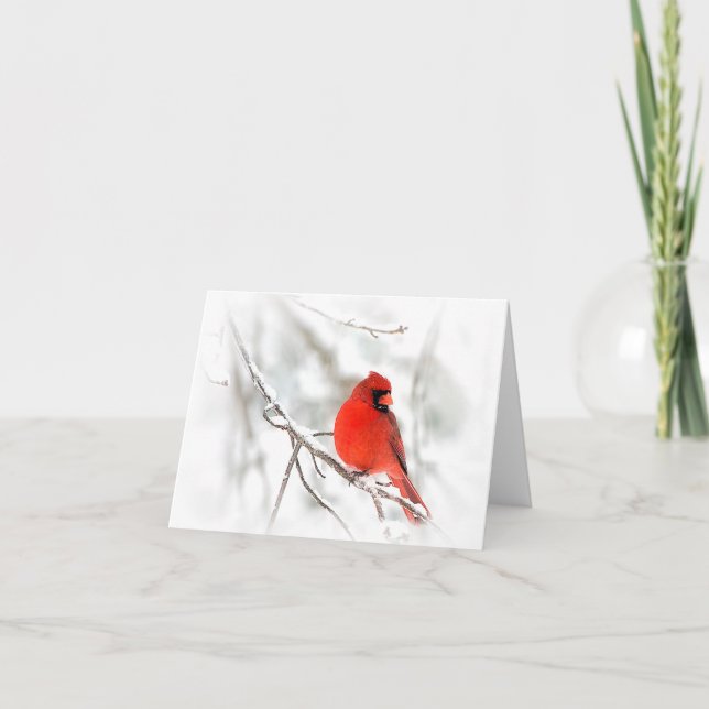 Red Cardinal (Note Cards) Card (Front)