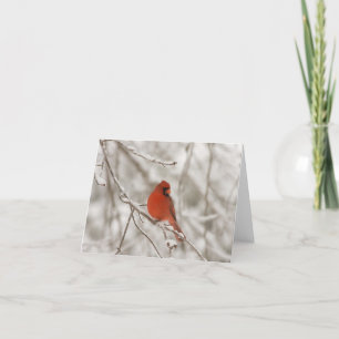 Red Cardinal (Note Cards) Card