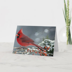 Red cardinal on icy branch of holly card