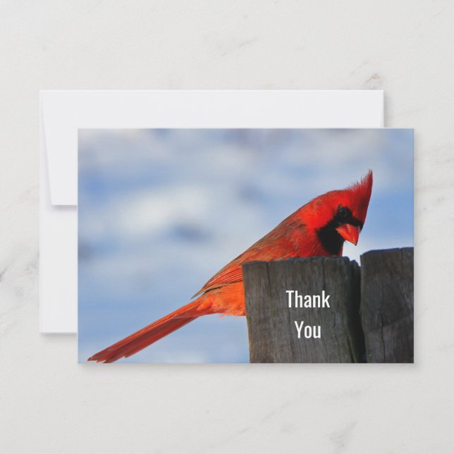 Red Cardinal on Wooden Stump Thank You (Front)