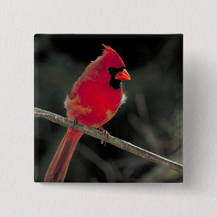 Red Cardinal Perched on a Tree Branch 2 Inch Square Button
