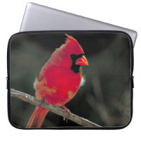 Red Cardinal Perched on a Tree Branch