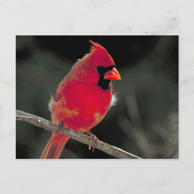 Red Cardinal Perched on a Tree Branch Postcard (Front)
