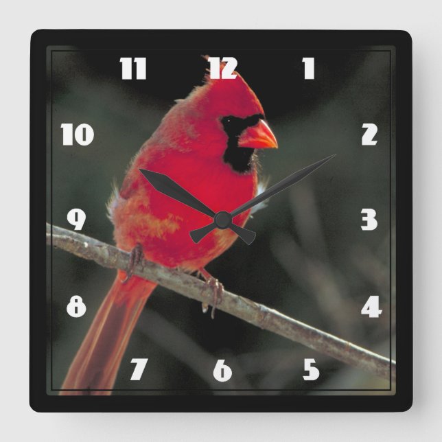 Red Cardinal Perched on a Tree Branch Square Wall Clock (Front)