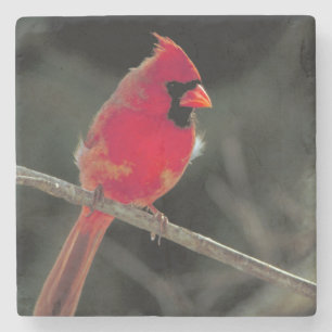 Red Cardinal Perched on a Tree Branch Stone Coaster
